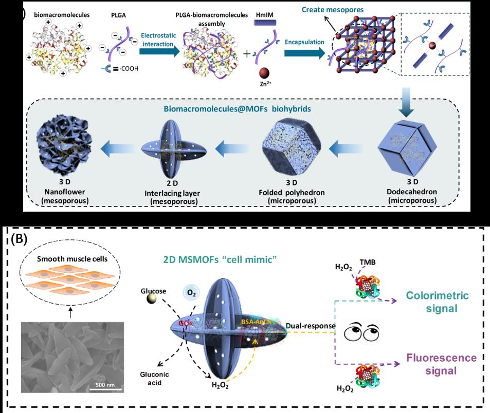 圖1.（A）聚多肽導(dǎo)向的酶@ZIF-8雜交材料合成示意圖；（B）葡萄糖雙重響應(yīng)的MOFs“人造細(xì)胞”
